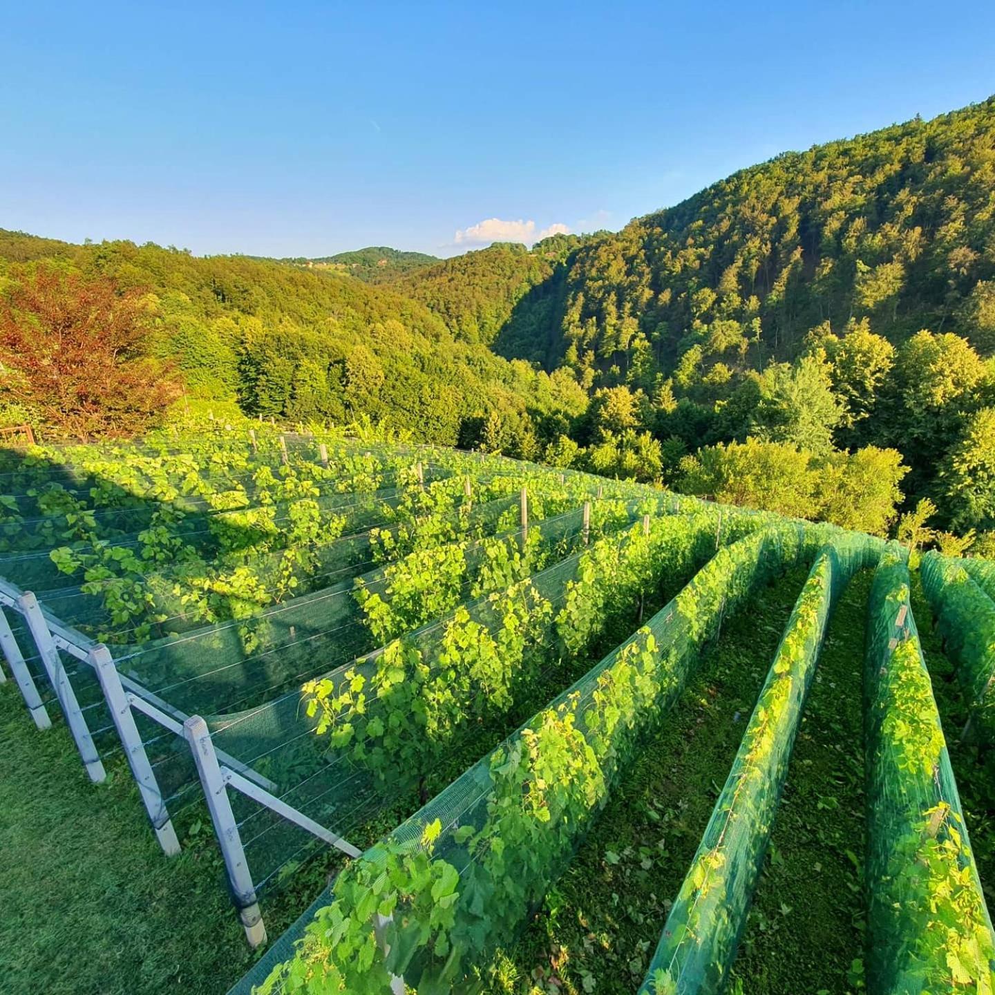 Vineyard Cottage Matej Trebnje Eksteriør bilde